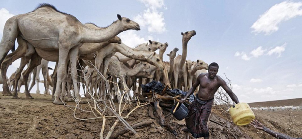 تصاویر : خشکسالی مرگبار در کنیا