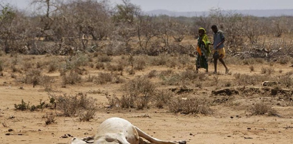 تصاویر : خشکسالی مرگبار در کنیا