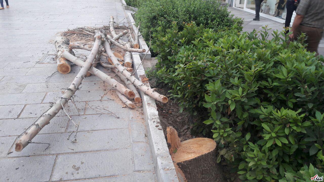 ادامه سریال قطع درختان، این بار در داخل پیاده راه 17 شهریور