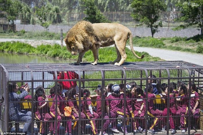 عکس/ باغ وحشی که آدمها در قفس می‌روند