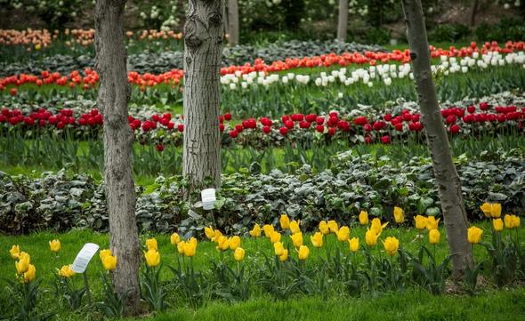 تصاویر : جشنواره گل لاله در کرج