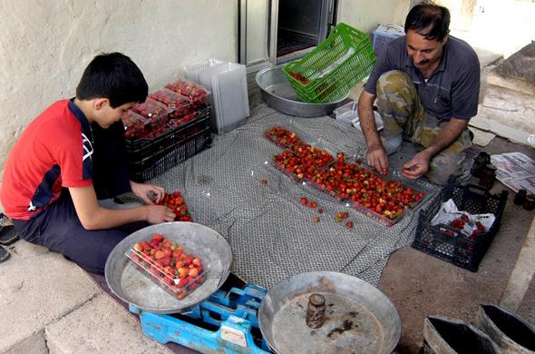 تصاویر : برداشت توت‌فرنگی در سی‌دشت‌ رودبار