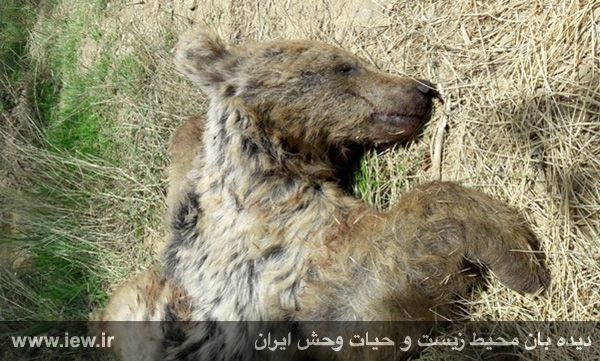 یک ماده خرس قهوه ای شکاری کشته شد