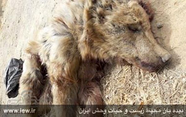 یک ماده خرس قهوه ای شکاری کشته شد