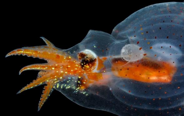 تصاویر : زندگی موجودات در کف اقیانوس‎