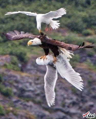 عکس/ صحنه ای شگفت انگیز در حیات وحش