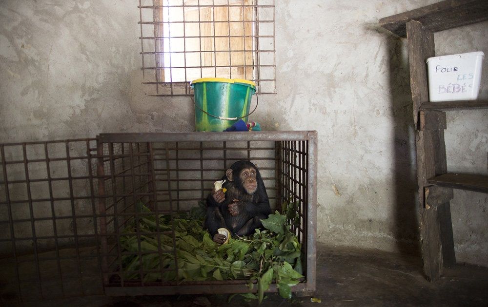 تصاویر : محافظت از شامپانزه ها در گینه‎