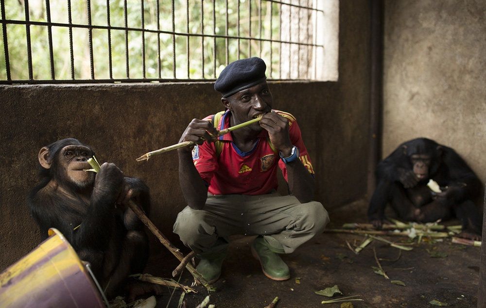 تصاویر : محافظت از شامپانزه ها در گینه‎