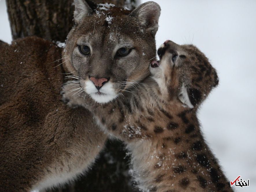 تصاویر : دیدنی‌های امروز شنبه ۲۳ دی‌ماه