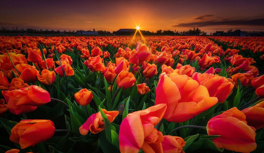 تصاویر : مزارع گل در هلند