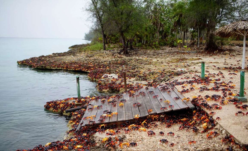 تصاویر : هجوم خرچنگ ها به خلیج خوک ها‎
