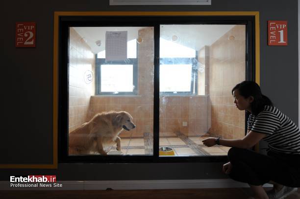 تصاویر : اولین هتل ویژه سگ‌های خانگی