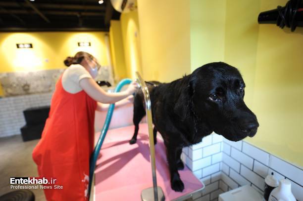 تصاویر : اولین هتل ویژه سگ‌های خانگی