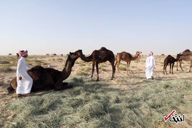تصاویر : اخراج شترهای قطری از عربستان!