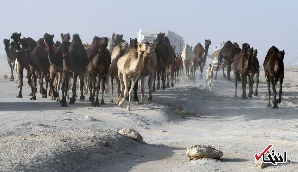 تصاویر : اخراج شترهای قطری از عربستان!