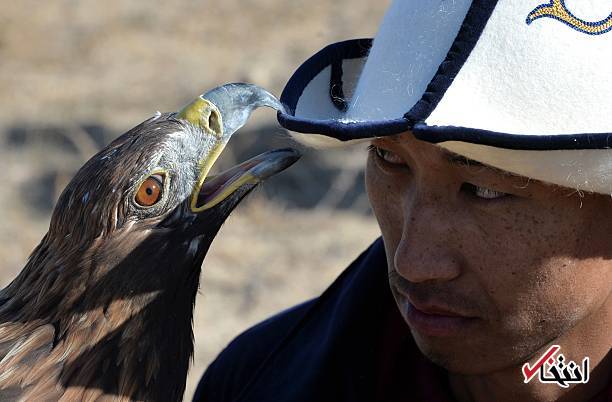 تصاوير : شكار با عقاب طلايي در قرقيزستان