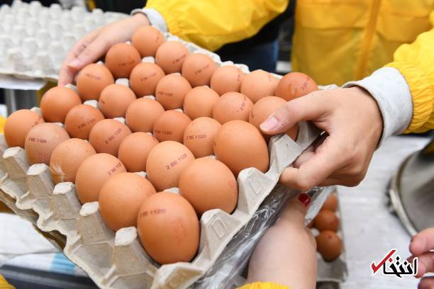 تصاویر : جشنواره املت، سرپوشی بر رسوایی تخم‌مرغ‌های آلوده