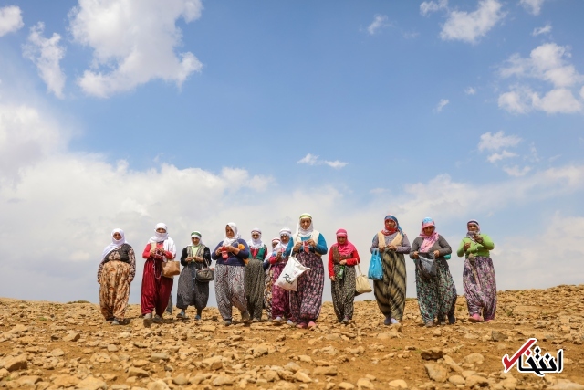 تصاویر : سفره پرمخاطره زنان روستایی در ترکیه