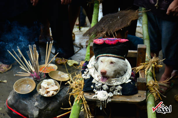 تصاویر : احترام ویژه قوم میائو به بهترین دوستشان
