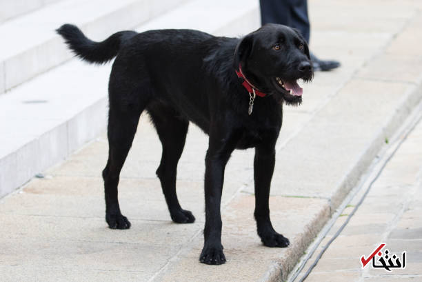 عکس/ رییس‌جمهور فرانسه سگ جدید کاخ الیزه را انتخاب کرد