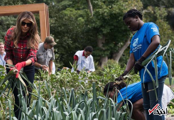 تصاویر : باغبانی بانوی اول آمریکا در کاخ سفید