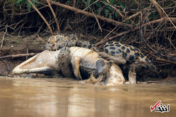 عکس/ شکار تمساح توسط یک جگوار