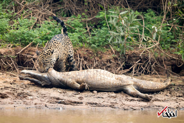 عکس/ شکار تمساح توسط یک جگوار