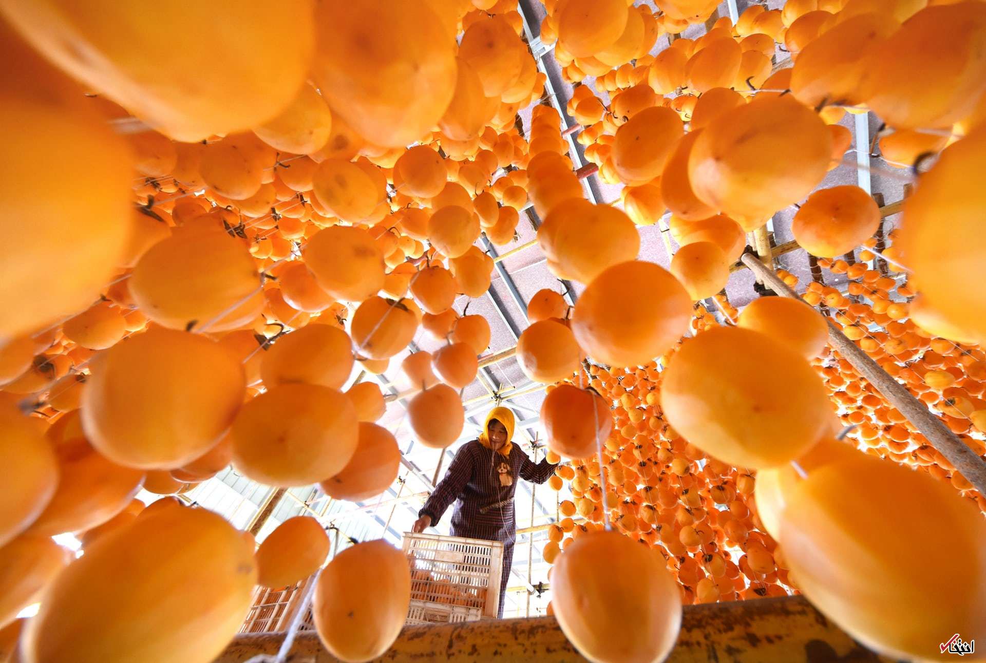 تصاویر : دیدنی‌های امروز جمعه ۵ آبان‌ماه