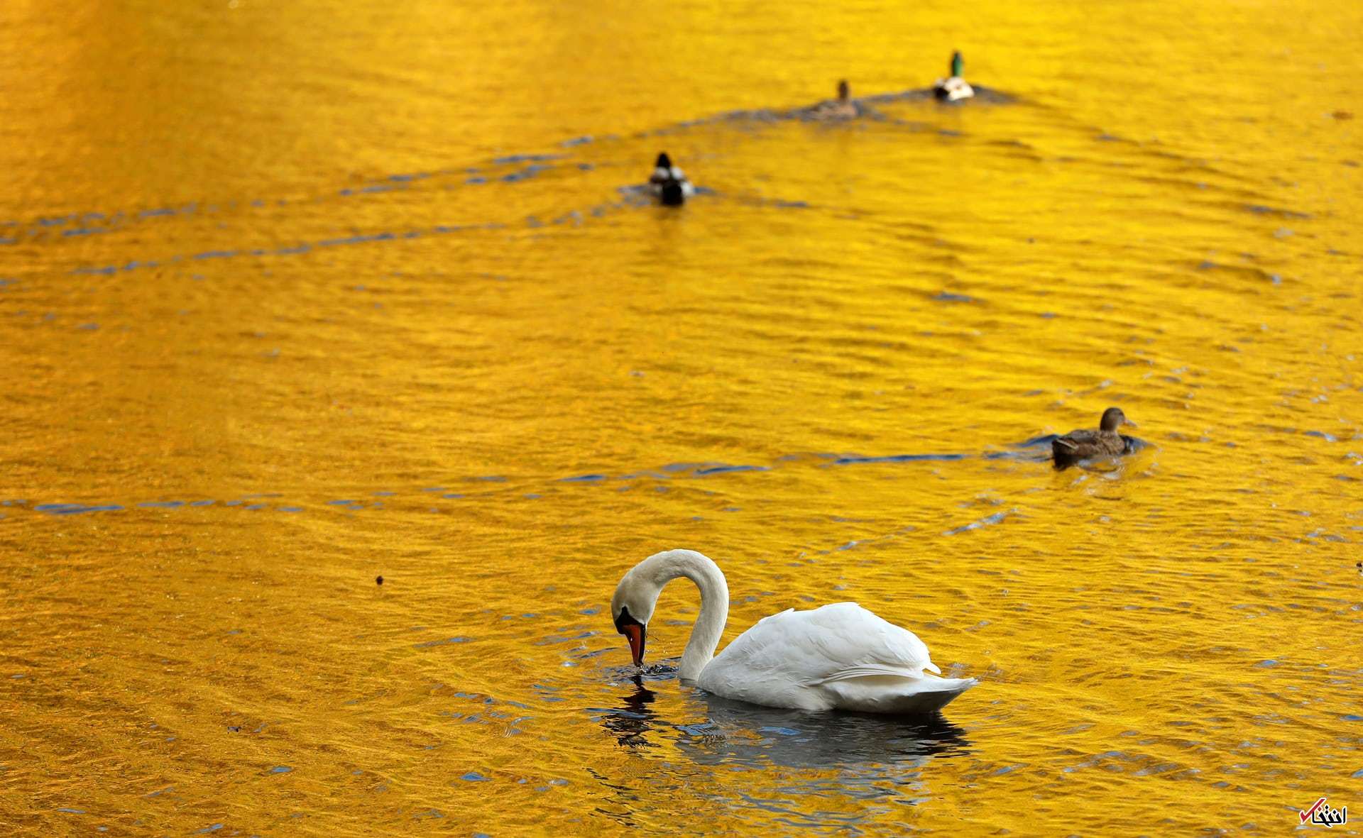 تصاویر : دیدنی‌های امروز جمعه ۵ آبان‌ماه