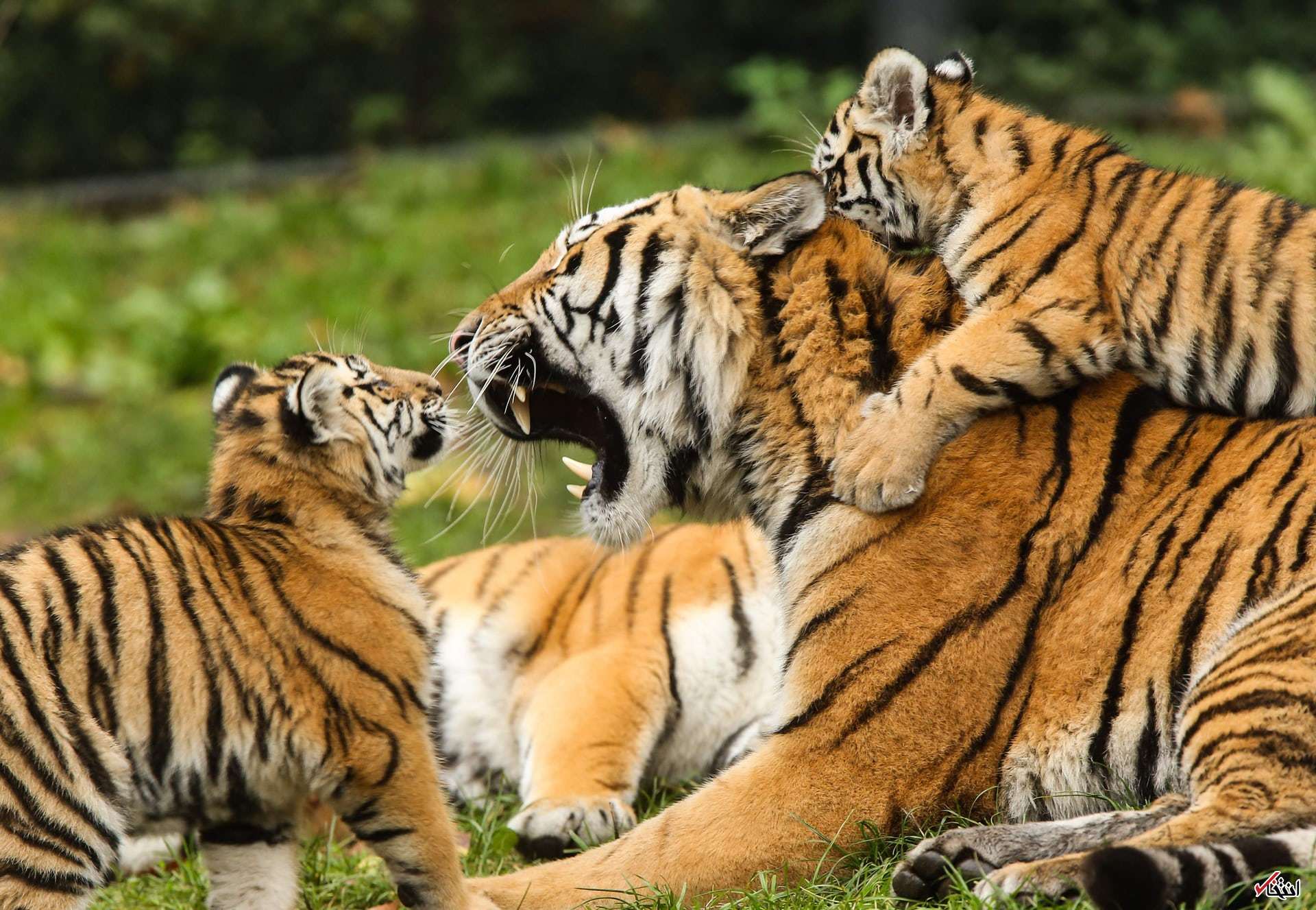 تصاویر : دیدنی‌های امروز جمعه ۵ آبان‌ماه