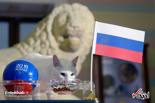 عکس/ گربه پیشگو دیدار روسیه و مصر را پیش بینی کرد