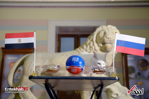 عکس/ گربه پیشگو دیدار روسیه و مصر را پیش بینی کرد