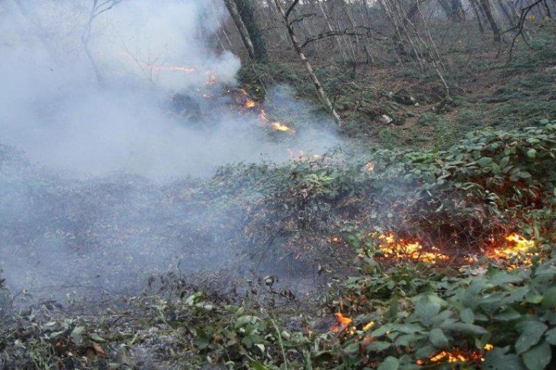 جنگل های نیلکوه گالیکش طعمه حریق شد/تلاش برای اطفای کامل آتش ادامه دارد