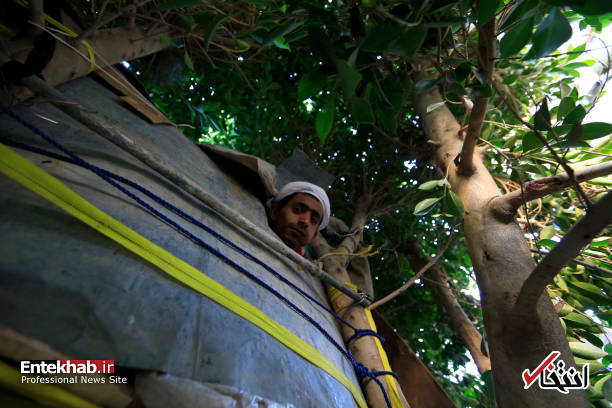 عکس/ زندگی مرد یمنی روی درخت