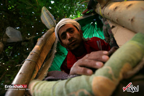 عکس/ زندگی مرد یمنی روی درخت