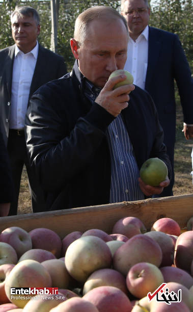 تصاویر : پوتین و مدودف در باغ سیب