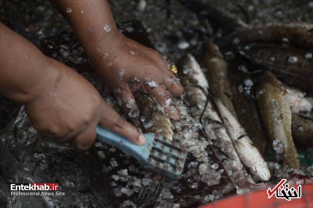 عکس/ زنان مسلمان ماهی فروش در تایلند