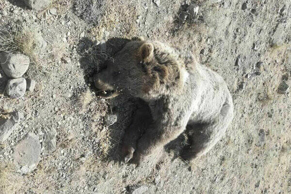 زجرکش شدن یک خرس در یکی از روستاهای مشگین‌شهر اردبیل | سایت انتخاب