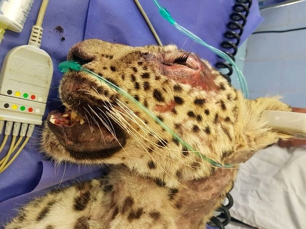 تلف شدن یک توله پلنگ در تربت حیدریه / محیط زیست: حیوان آزاری، دلیل مرگ پلنگ ۲ ساله بود | سایت انتخاب