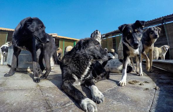 تصاویر : خانه سگ‌های بی پناه تهران