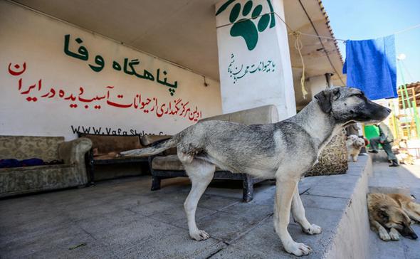تصاویر : خانه سگ‌های بی پناه تهران