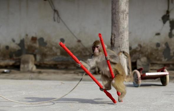 تصاویر : میمون های پول ساز