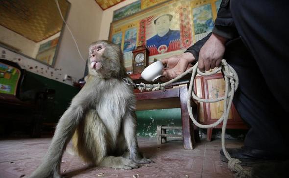تصاویر : میمون های پول ساز