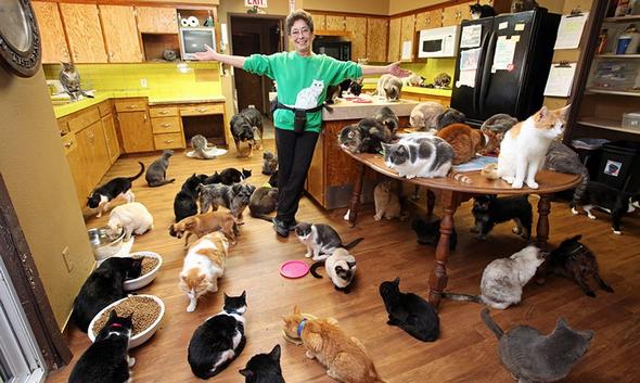 تصاویر : زندگی زنی با 1100 گربه