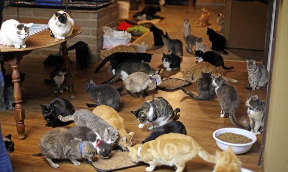 تصاویر : زندگی زنی با 1100 گربه