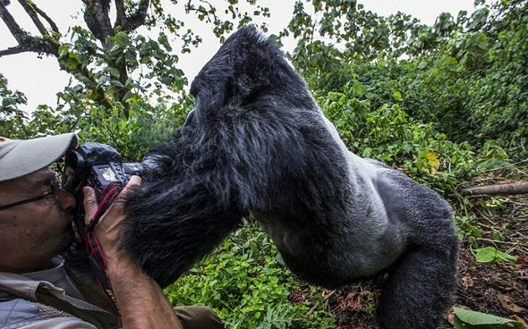 تصاویر : ژست حیوانات درنده در مقابل دوربین
