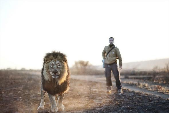تصاویر : زندگی با شیرها‎