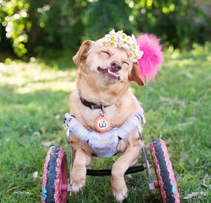 خوشبخت ترین سگ معلول دنیا!