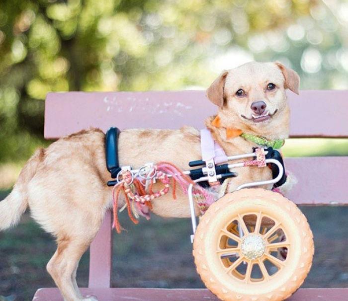 خوشبخت ترین سگ معلول دنیا!