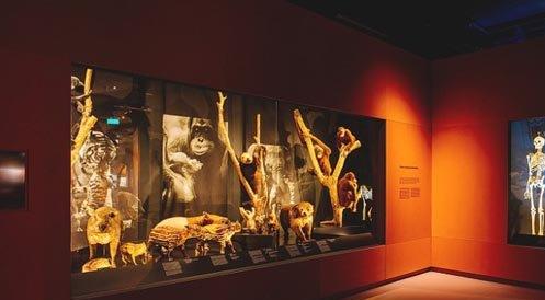 دیدنی ترین موزه سنگاپور